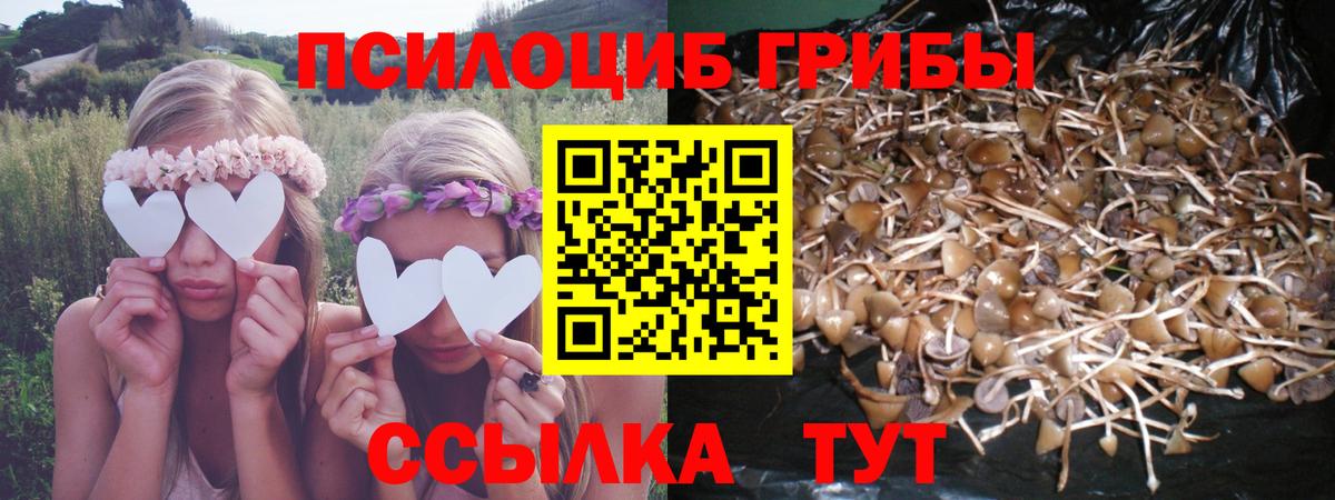 Галлюциногенные грибы Psilocybe Ногинск