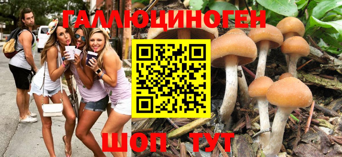 Ногинск  Псилоцибиновые грибы Cubensis  Вход с VPN 